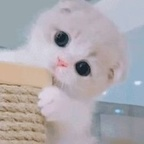 asami (蓝蓝的) OnlyFans Leaked Pictures & Videos 

 profile picture