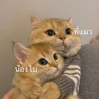 Download babycatcouple OnlyFans videos and photos for free 

 profile picture