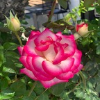 babypeaches OnlyFans Leaked 

 profile picture