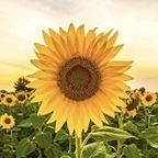 belletristpixie OnlyFans Leak 

 profile picture