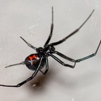 blackwidowfamiliar (The Black Widow 🕷) free OnlyFans Leaked Pictures & Videos 

 profile picture