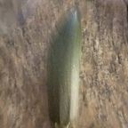 boohookittyfuck OnlyFans Leaks 

 profile picture