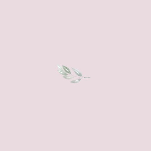 Header of butchsnake