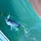 checkmyrod (Hump Nailum) OnlyFans Leaked Pictures and Videos [NEW] profile picture