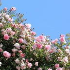 chokedbarbie (chokedbarbie) Only Fans Leaked Pictures and Videos [UPDATED] profile picture