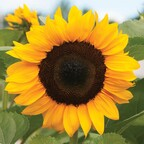 countrygirllana (Lana) free OnlyFans Leaked Content 

 profile picture