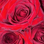 Download crazymango OnlyFans content for free 

 profile picture