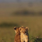 dbvsm (DESATIVADO) free OnlyFans Leaked Pictures & Videos 

 profile picture