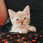 fosterkittendad (Foster Kitten Dad) OnlyFans Leaked Videos and Pictures 

 profile picture