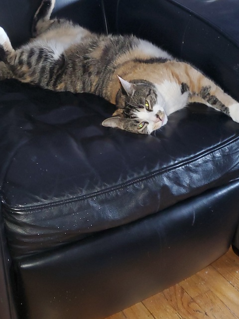 Header of funkee_cold