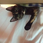 katthecatlady (OnlyCats) OnlyFans Leaked Videos and Pictures 

 profile picture