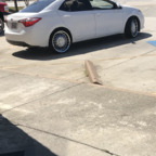 longblack (Dl Nigga go getter) free OnlyFans Leaked Pictures and Videos 

 profile picture