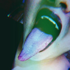 lupitahellqueeen (Tonguequeen) free OnlyFans Leaked Videos and Pictures [!NEW!] profile picture