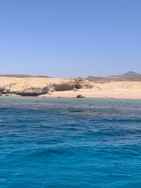 Header of mini_bunny