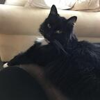 Free access to (@mittens) Leak OnlyFans 

 profile picture