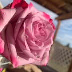 Rose naughtylilrosie Leaked OnlyFans 

 profile picture