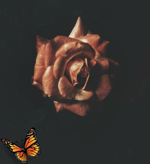 Header of nicoln