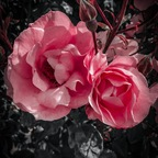 onlymiamask (Miamask) OnlyFans Leaks 

 profile picture