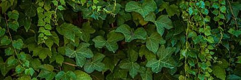 Header of poisonivyoxox