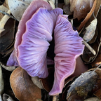 Onlyfans leaks shroomlips 

 profile picture