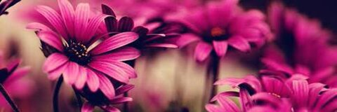 Header of teliciacook