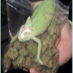 Onlyfans leaked tequilalala 

 profile picture