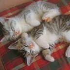 teru_jpn (teru_jpn_hairyguy) OnlyFans content 

 profile picture