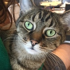 thecatdad (The Cat Dad) free OnlyFans Leaks 

 profile picture
