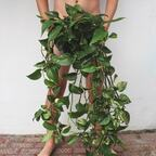 Free access to (@thenudegardener) Leaked OnlyFans 

 profile picture