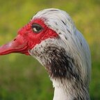 u16121935 (Curious99) free OnlyFans Leaked Pictures & Videos [!NEW!] profile picture