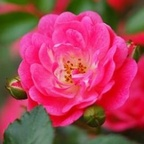 wildrose_l (WildRose_L) OnlyFans content 

 profile picture