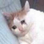 yummyniki (想养小狗) OnlyFans Leaked Pictures & Videos 

 profile picture